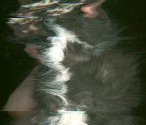 New Kitten