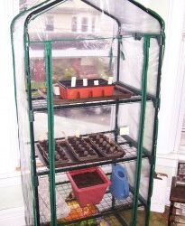 Our First Greehouse … In My Office